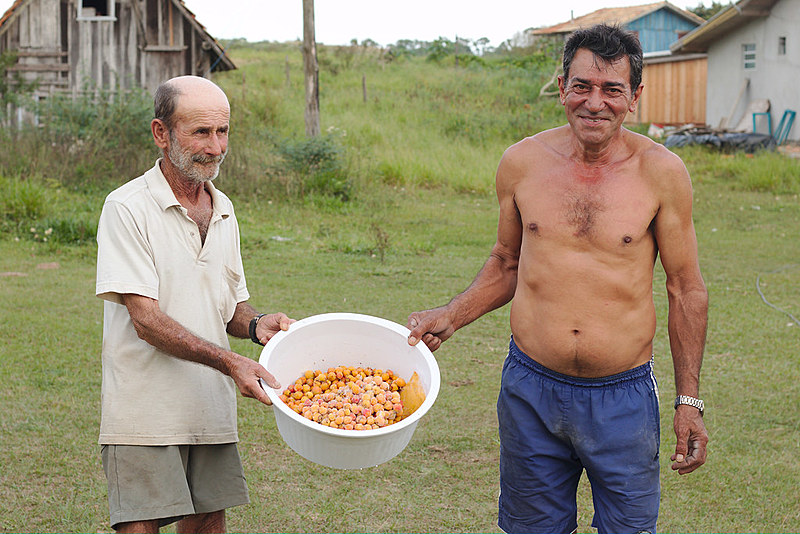 O butiá, que sempre rendeu para os agricultores, agora é aproveitado para fazer sucos, sorvetes e até cerveja