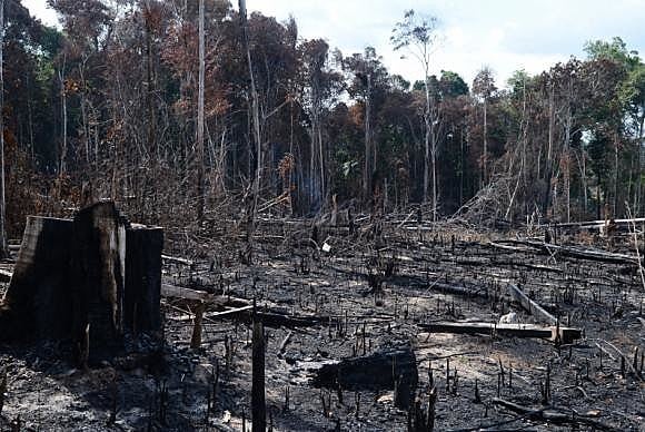 Os estados campeões em desmatamento em áreas registradas no CAR são Pará (68%) e Mato Grosso (66%).
