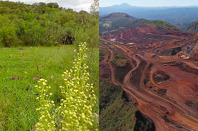 Sociobiodiversidade gaúcha está ameaçada de destruição com os mais de 150 projetos em andamento no Estado