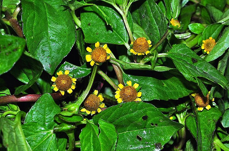 O registro da patente é obrigatório para quem pretende fazer estudos de plantas; caso contrário terá que pagar multa