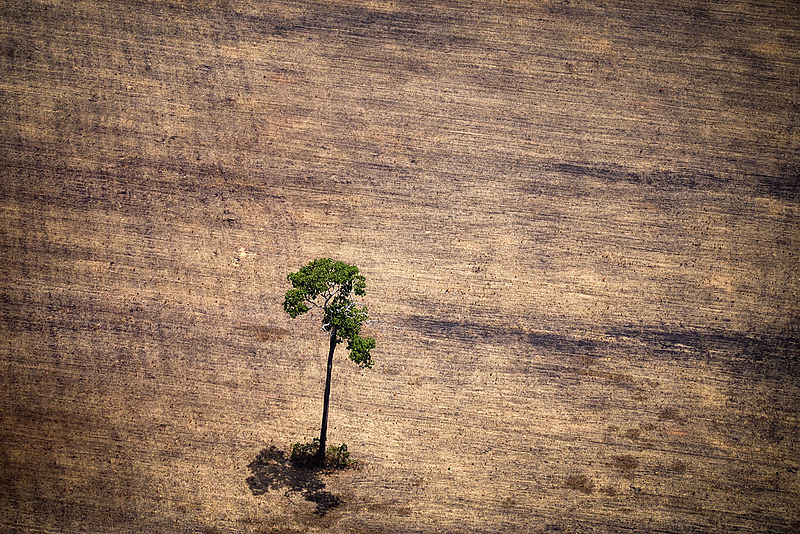 Documento aponta que desregulamentação de marcos ambientais pode intensificar desmatamento na região amazônica