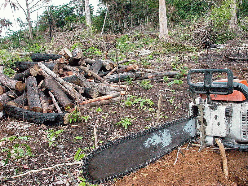 Região de Xapuri (AC) registra índices de desmatamento e violência que remetem à época do assassinato de Chico Mendes