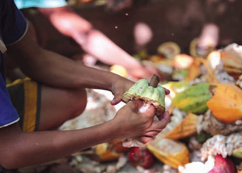Cerca de 8 mil crianças brasileiras trabalham na produção de cacau, principalmente na retirada de sementes para fabricação do chocolate