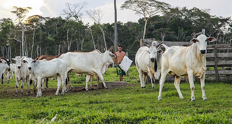 O Brasil é o país onde o pastoreio mais desmata na América Latina
