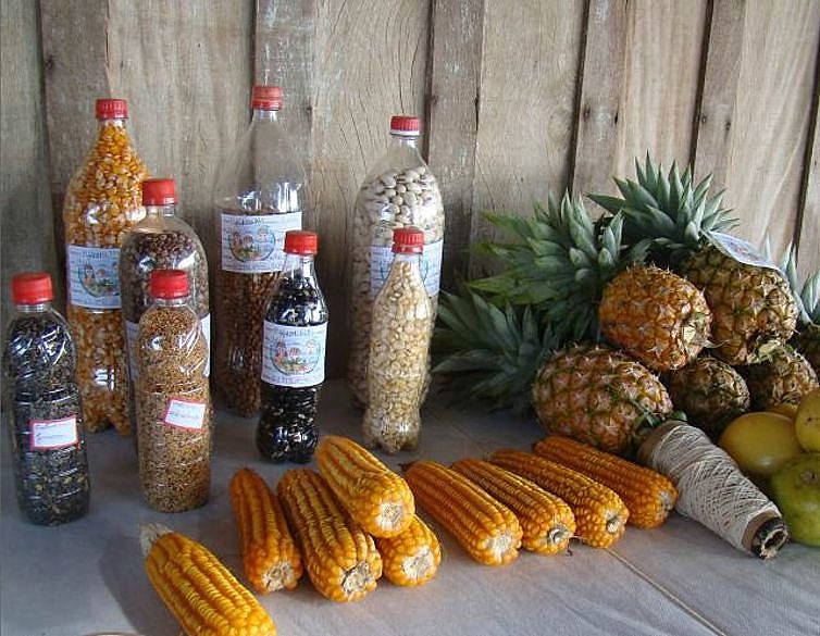 Exemplares de sementes crioulas e outras variedades.