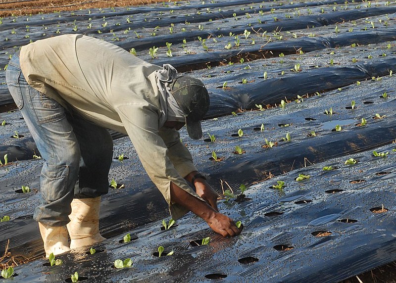 Agricultura orgânica é fonte de renda para trabalhadores em Seropédica (RJ)