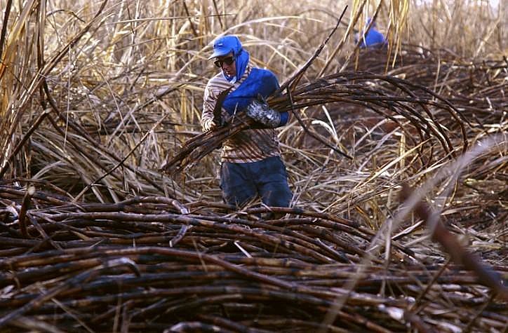 A produção de cana-de-açúcar é uma das atividades agrícolas que mais utiliza insumos
