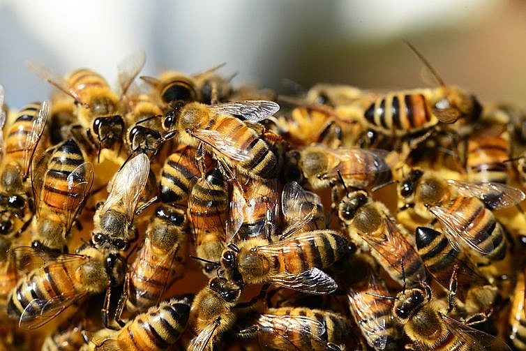 As abelhas são vítimas do uso deliberado dos agrotóxicos no Brasil