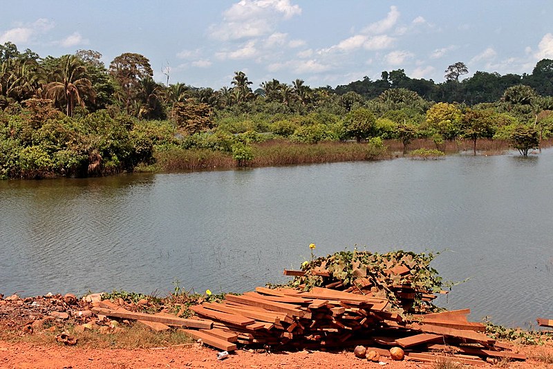 Espécies nativas à margem do rio Pucuruí evidenciam a contribuição dos Parakanã para a proteção da Amazônia