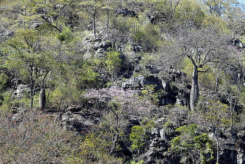 Bioma da caatinga abriga centenas de espécies e 27 milhões de brasileiros vivem na região e dependem de seus recursos naturais.
