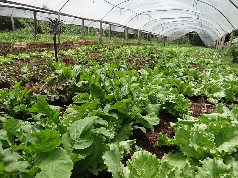Produção dos agricultores Altamiro Lourenço e Cirlene Lourenço, no assentamento Serra Dourada