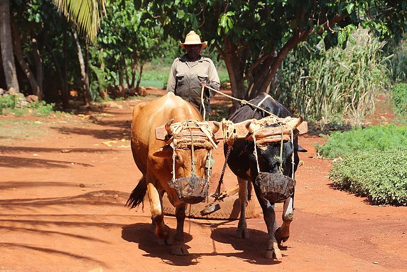Agricultor em Cuba
