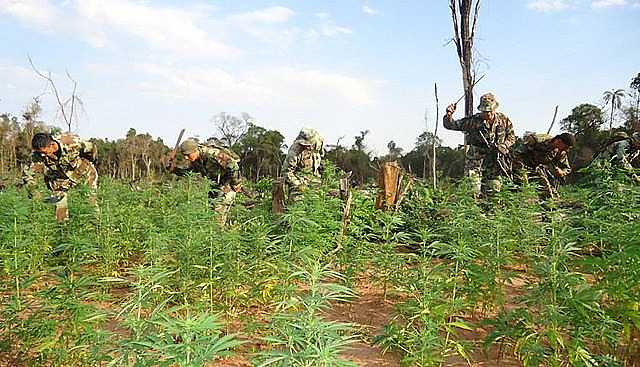A 30km de donde aconteció la Masacre de Curuguaty, el nacotráfico posee tierras para el cultivo de cannabis