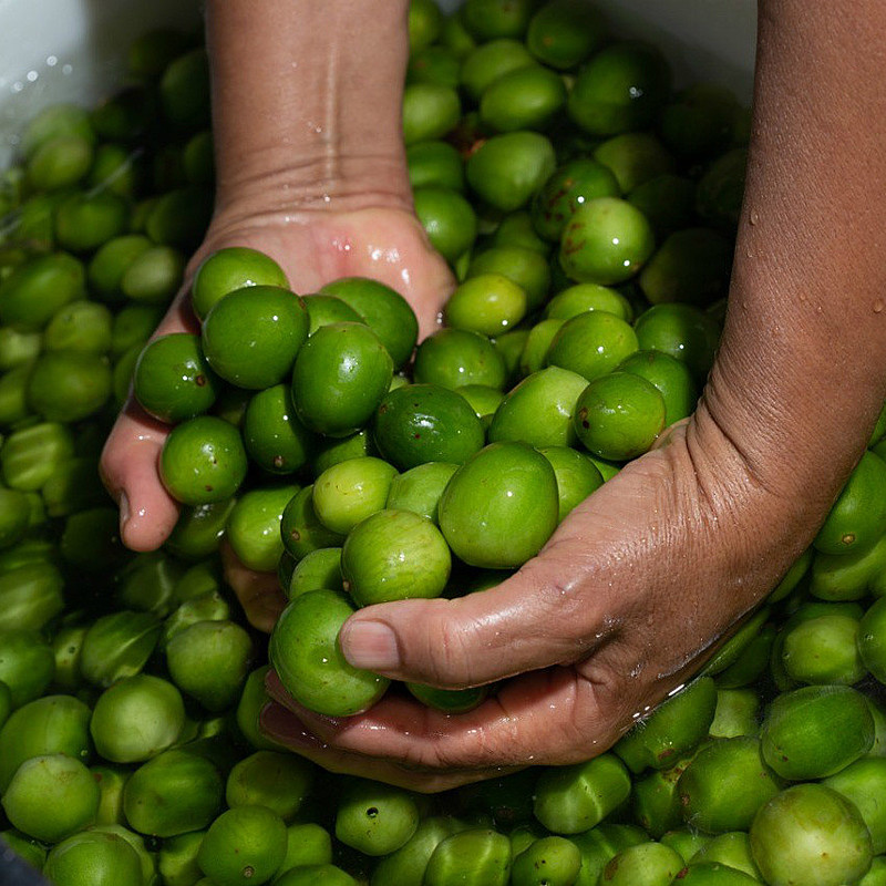 O umbu tem ação antioxidante que ajuda a fortalecer o sistema imunológico e ainda previne o envelhecimento precoce