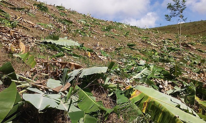 Funcionários da empresa Negócio Imobiliária S/A destruíram cerca de 10 mil pés de banana.