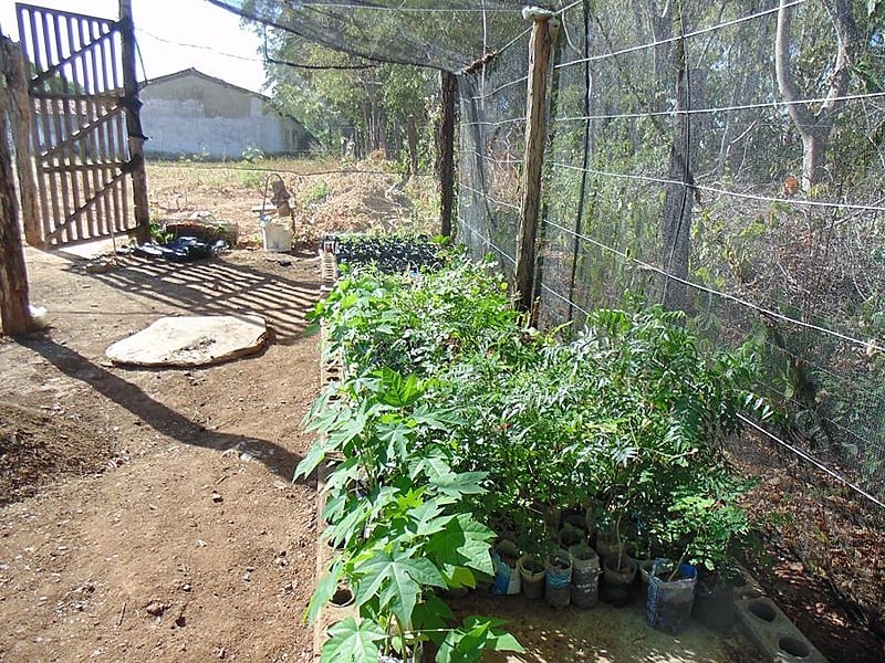 Canteiro de mudas para os quintais agroflorestais
