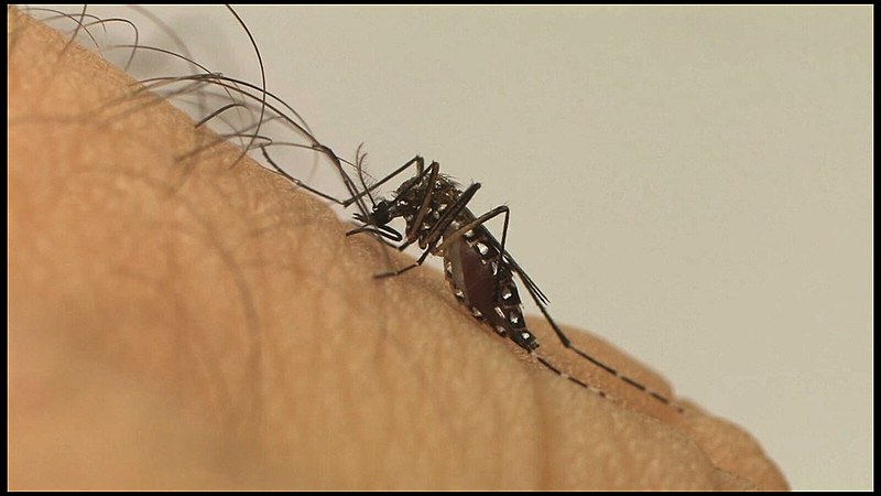 Mosquito Aedes aegypti é transmissor do vírus Zika