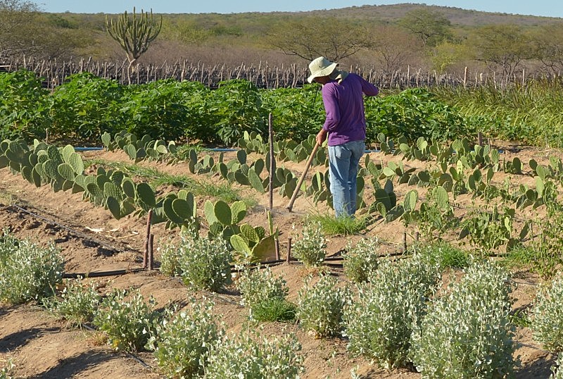 Pequeno agricultor cuida de sua produção