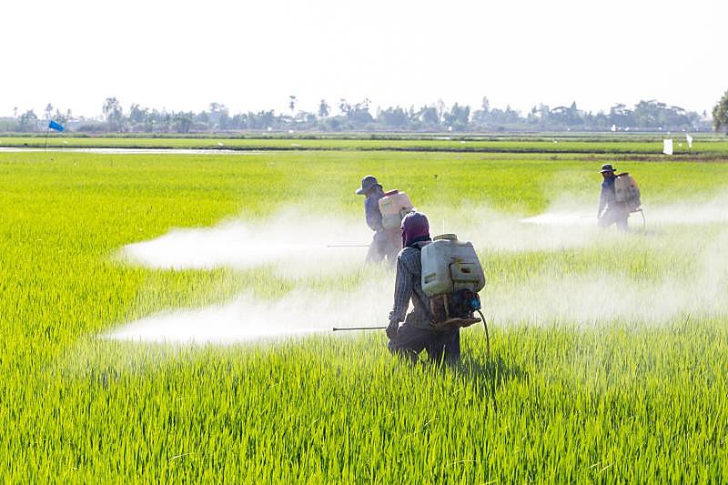 Anvisa decretou um período de 3 anos indústria possa apresentar estudos que comprovem que o Paraquat não é tão mau assim