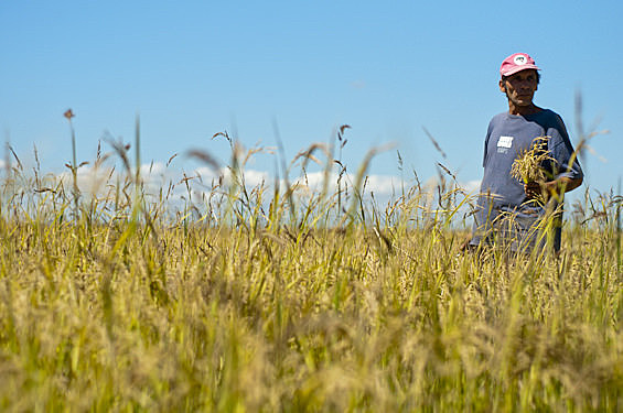 Assentamento Integração Gaúcha, onde se produzem alimentos saudáveis e sem agrotóxicos
