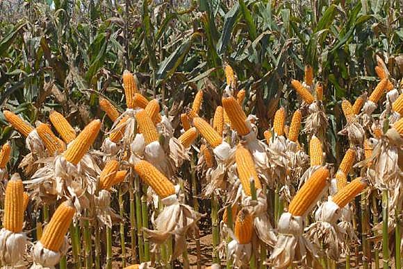 No Brasil, milho, por exemplo, tem 88,4% das áreas de cultivo feitas com transgênicos, segundo dados do Isaaa