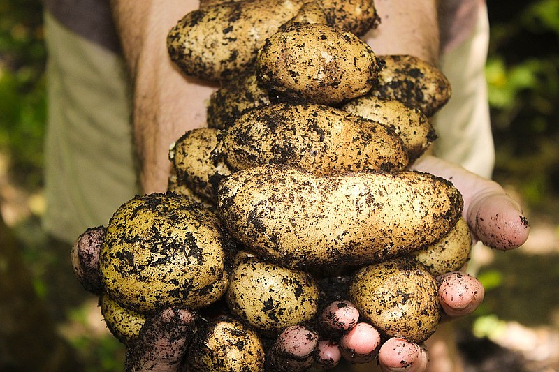 Na edição desta quarta-feira (22), o programa ensinou como comer alimentos como batata e milho sem utilizar sal