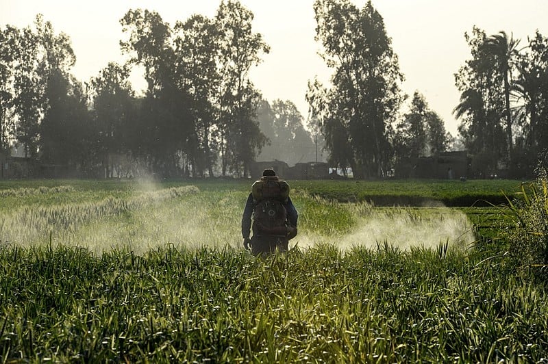 Homem espalha agrotóxicos em plantação no Egito