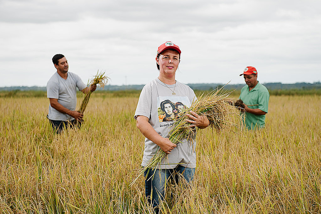 arroz agroecológico mst rio grande do suk