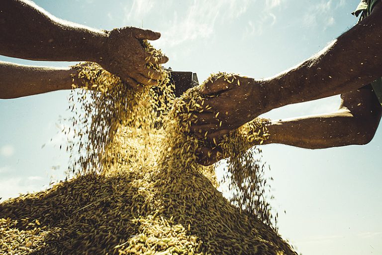 Conheça o compromisso do MST como maior produtor de arroz orgânico da América Latina