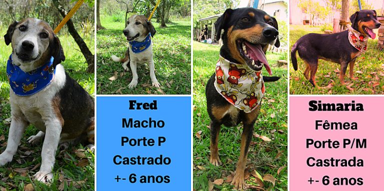 Em tempos de isolamento adoção animal é uma excelente alternativa