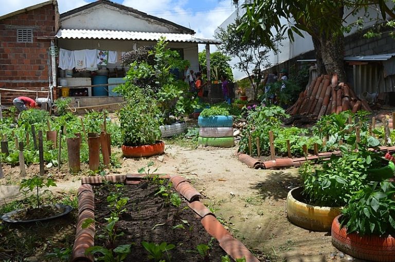 Qual a importância do quintal de casa? Experiências no campo e na cidade afirmam a agroecologia