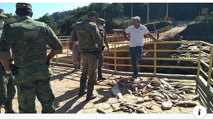peixes mortos rio casca