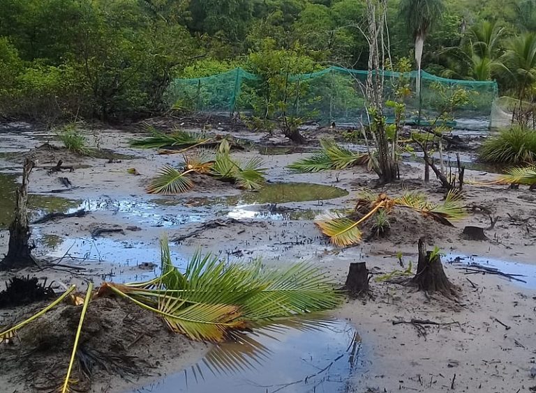 Agricultores sofrem ameaças e têm produção destruída no Porto de Suape, em Pernambuco