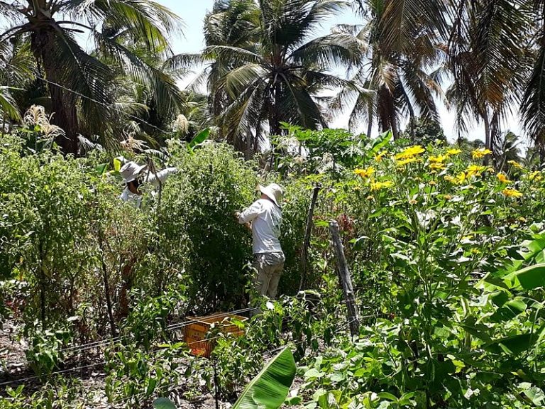 Bioinsumos: a alternativa aos agrotóxicos que vem do conhecimento do campo