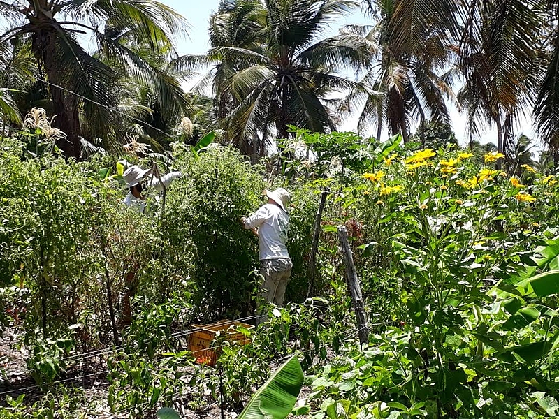 Propriedade contou com consultoria em sistemas agroflorestais.