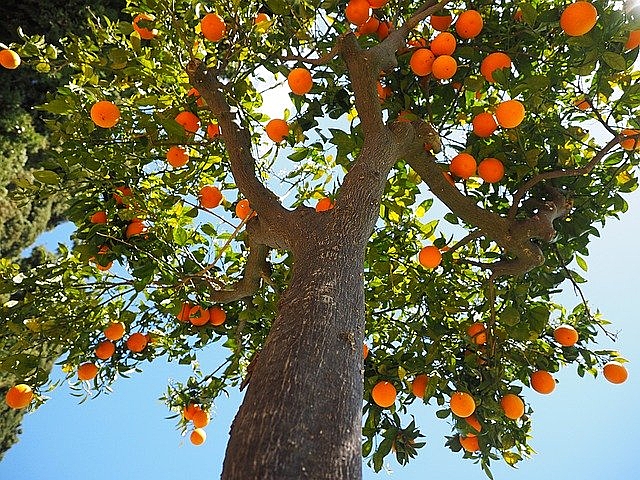laranja, árvore