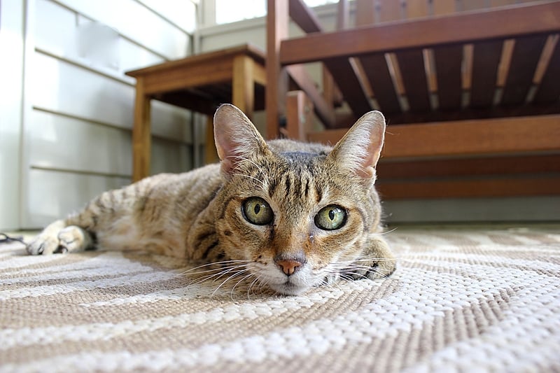 gato no tapete
