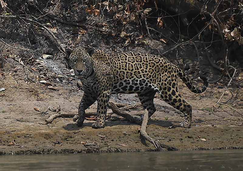 O fogo atinge redutos das onças no Pantanal nesta terça (15). Os incêndios na região já são os maiores já registrados