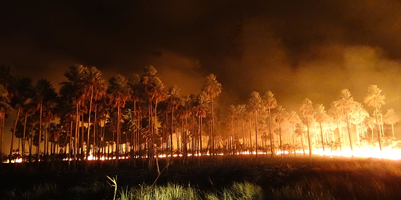 pantanal, queimadas, fogo
