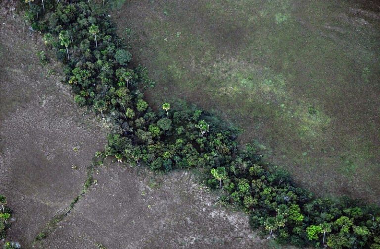 “Grilagem organizada” ameaça biodiversidade e comunidades do Matopiba