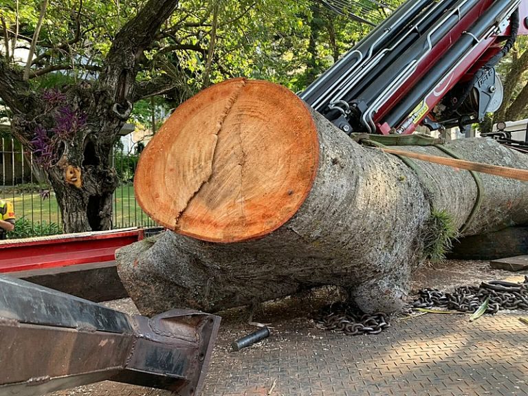 Biológos denunciam arboricídio em Porto Alegre