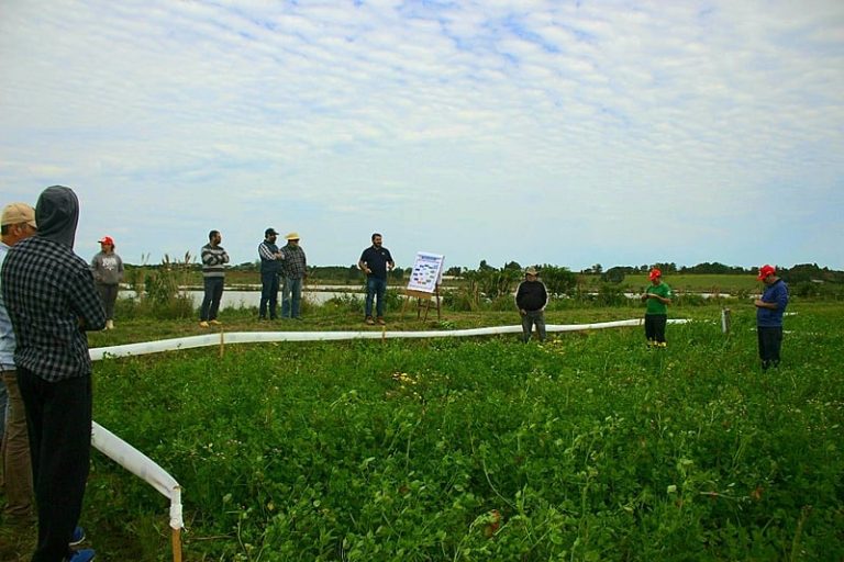 MST RS inicia primeira fase de pesquisa para melhorar produção de arroz agroecológico