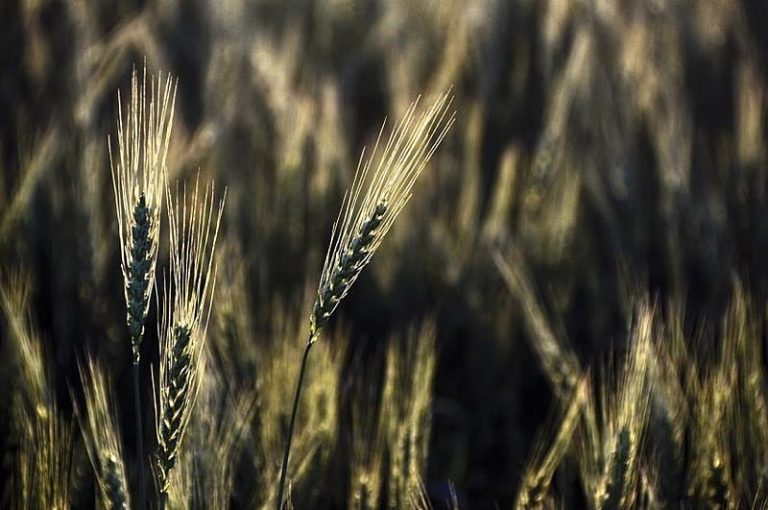 Conab anuncia que vai comprar trigo de produtores do RS para formar estoques públicos