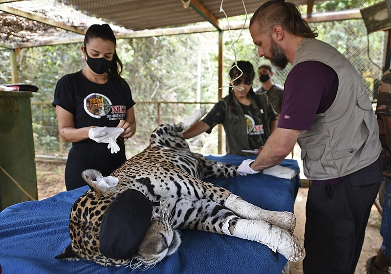 pantanal onça