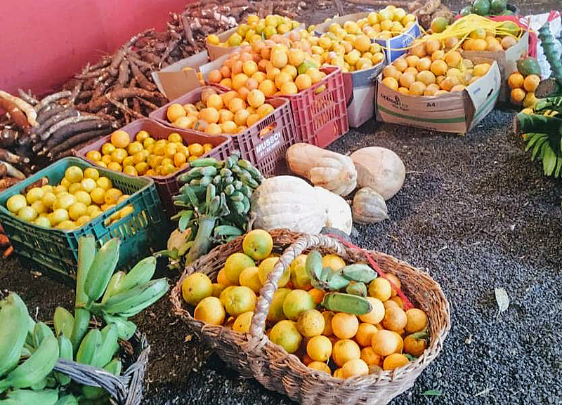 Toneladas de alimentos agroecológicos foram doados