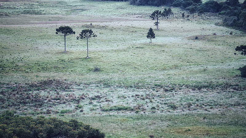 São Joaquim (SC): 2021 começa registrando o maior frio da história na serra catarinense para o início de janeiro. É a segunda vez consecutiva que a região tem nos primeiros dias do ano geada.