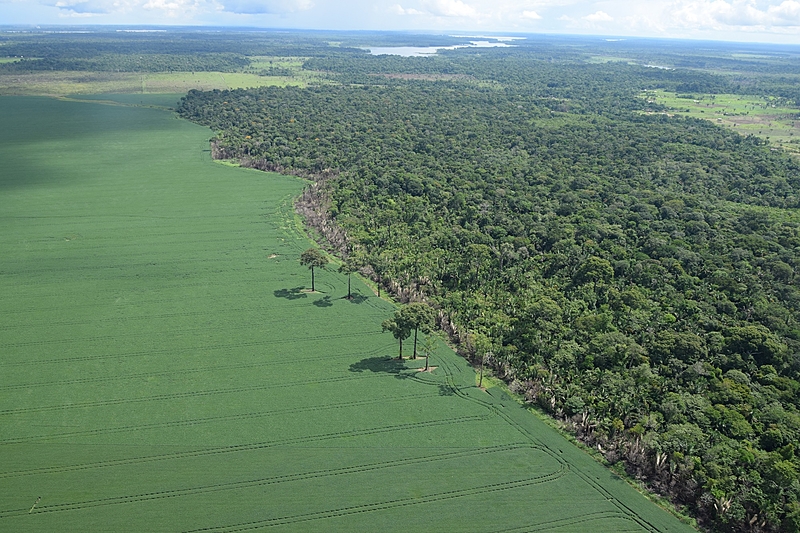 DESERTO VERDE: Área desmatada na Amazônia com plantação de soja bem consolidada; As árvores e biodiversidades perdem espaço para a planície do monocultivo