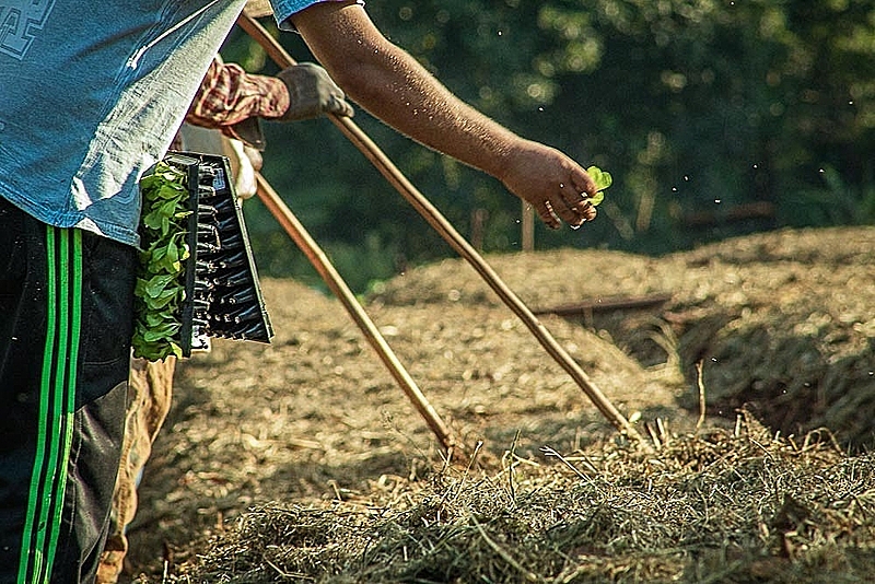 Típica de pequenos proprietários rurais, agricultura familiar caracteriza-se por ter mão de obra do próprio núcleo familiar