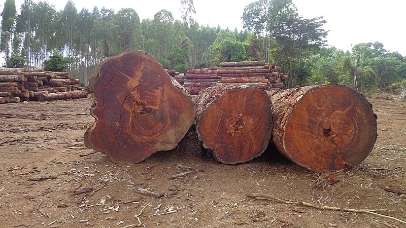 Área de desmatamento no Jari, fronteira do Pará com o Amapá