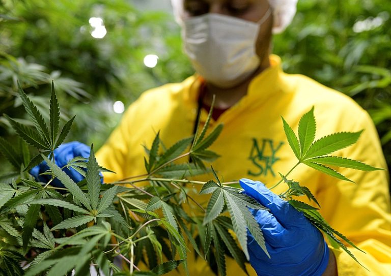 Medicamentos à base de Cannabis podem beneficiar 6 milhões de pacientes no Brasil